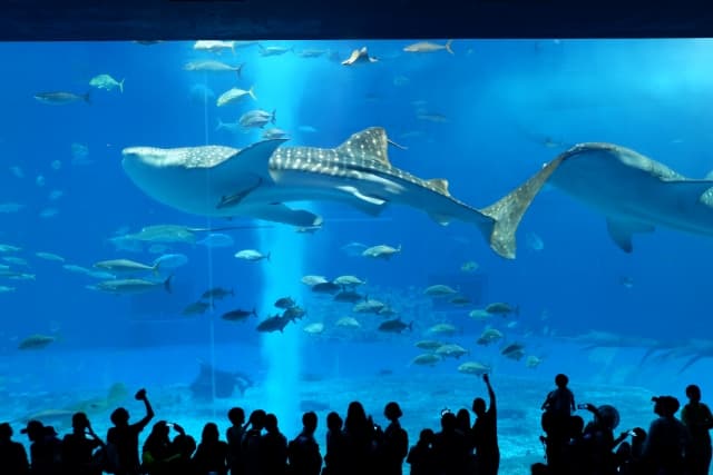 美ら海水族館